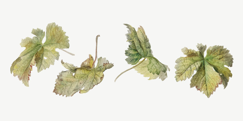 Vintage leaf植物学插图矢量集由Willem van Leen的艺术作品混合而成