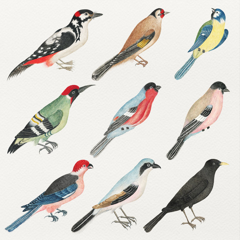 复古水彩psd鸟集从18世纪的艺术作品从史密森档案混合