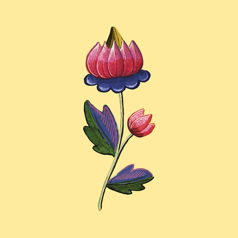 墨西哥花卉插画