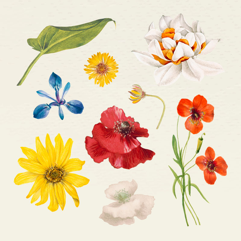 复古夏季花卉名称矢量插图集从公共领域的艺术品混合