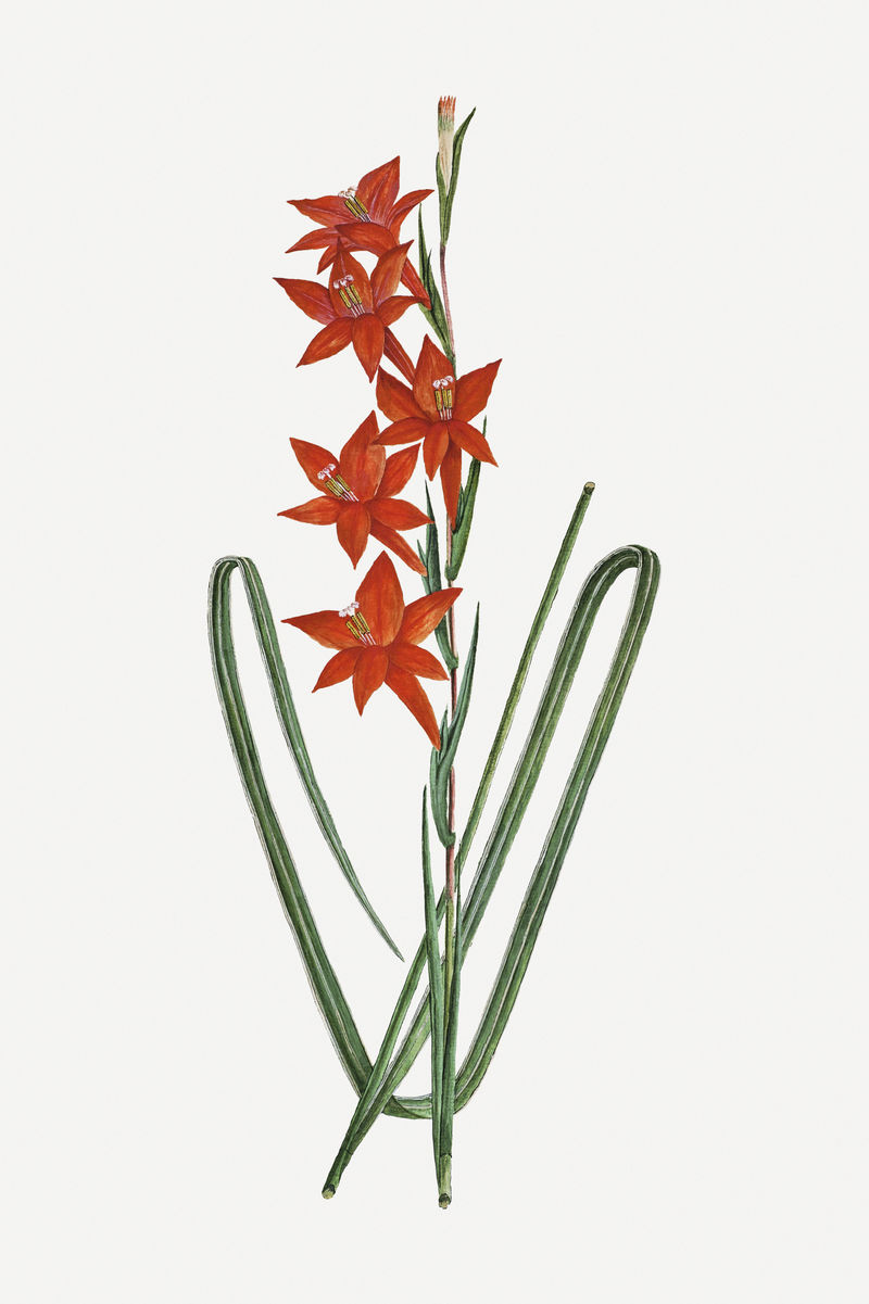 Watsonia Histerantha psd复古花卉插画集由罗伯特·雅各布·戈登的艺术作品混合而成