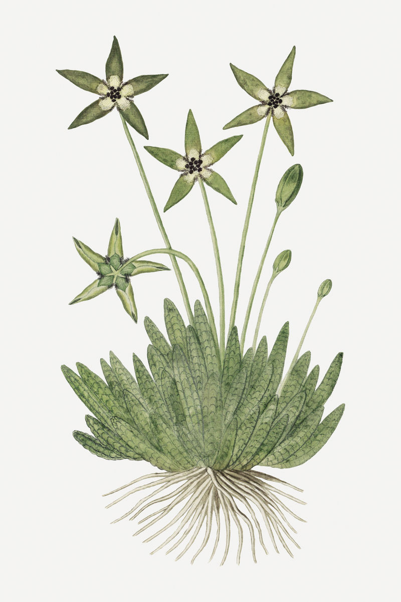 Tridentea pedunculata psd复古花卉插画集由Robert Jacob Gordon的艺术作品混合而成