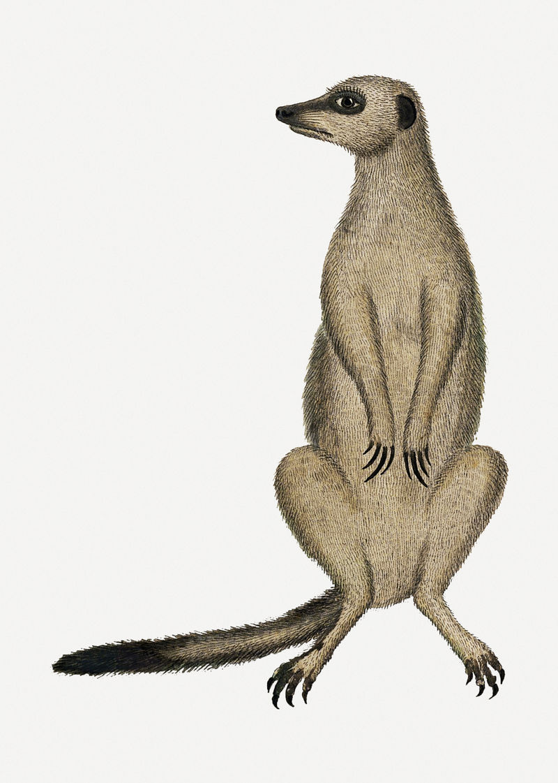 猫鼬psd古董水彩画动物插图从罗伯特雅各布戈登的艺术作品混合