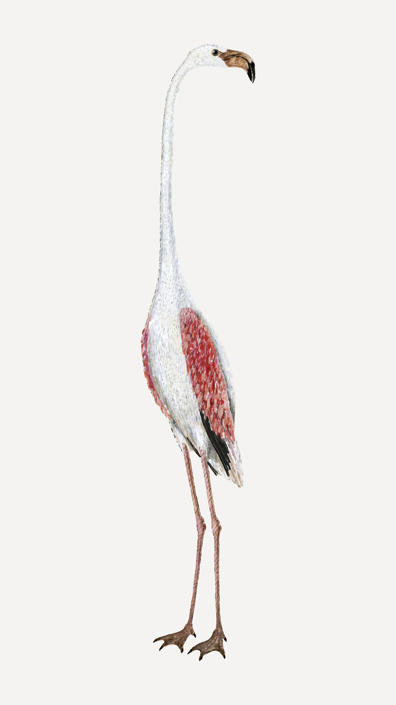火烈鸟矢量古董水彩画动物插图从罗伯特雅各布戈登的艺术作品混合
