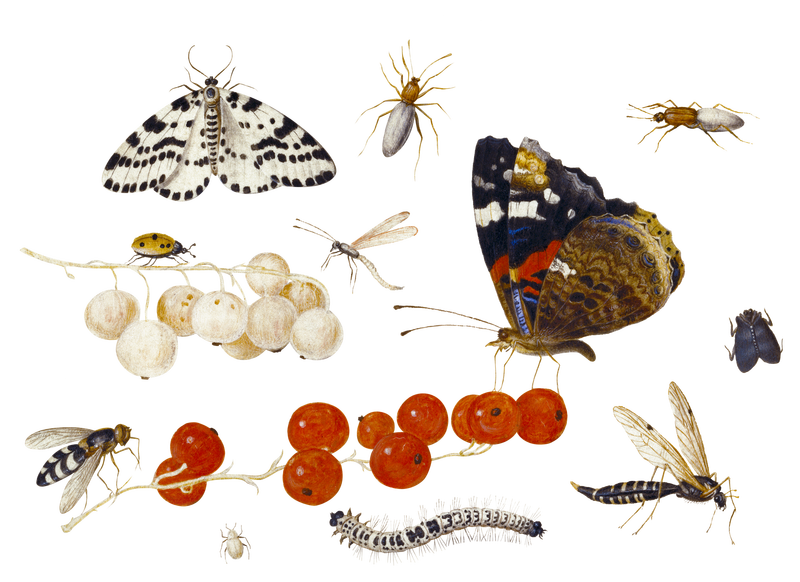 昆虫和蝴蝶png布景由Jan van Kessel的艺术作品混合而成