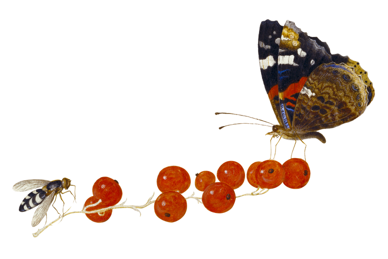 虫子png与飞蛾和昆虫对红醋栗插图混合从艺术作品由扬范凯塞尔
