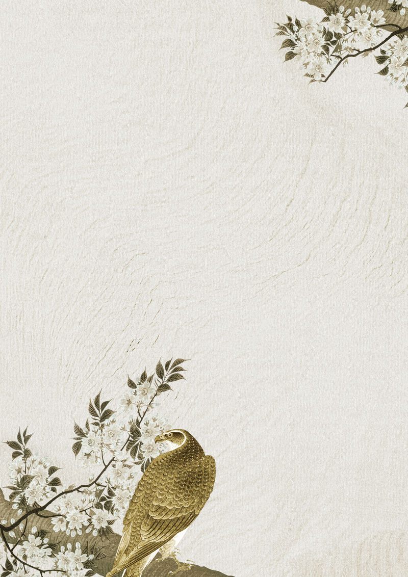 樱花枝上的苍鹰背景插图