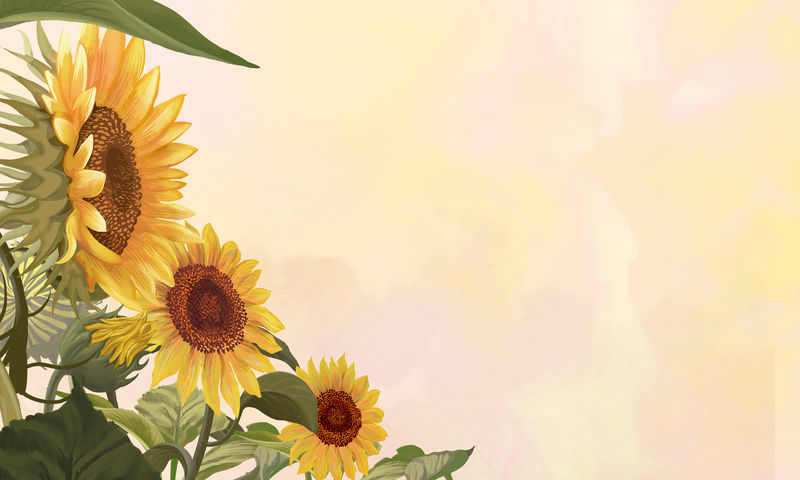 黄色背景插图上的手绘向日葵