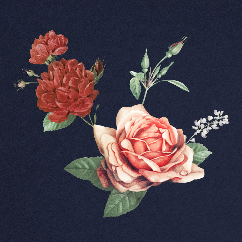 优雅的红色玫瑰花束手绘插图