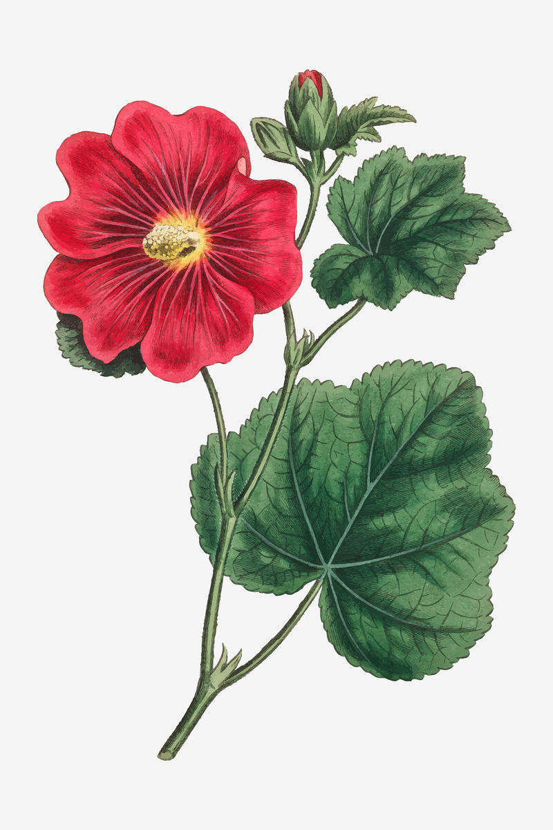 复古丝林加帕坦A蜀葵（Alcea Rosea）植物插图