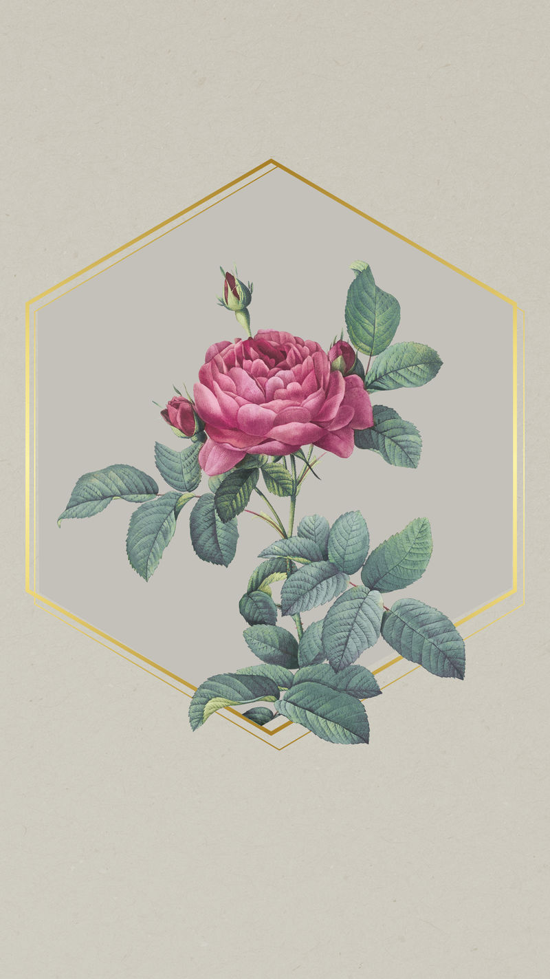 带粉红玫瑰元素插图的六角框架