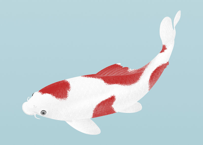 白色和红色锦鲤鱼插图