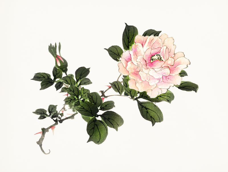 粉红玫瑰的复古插图
