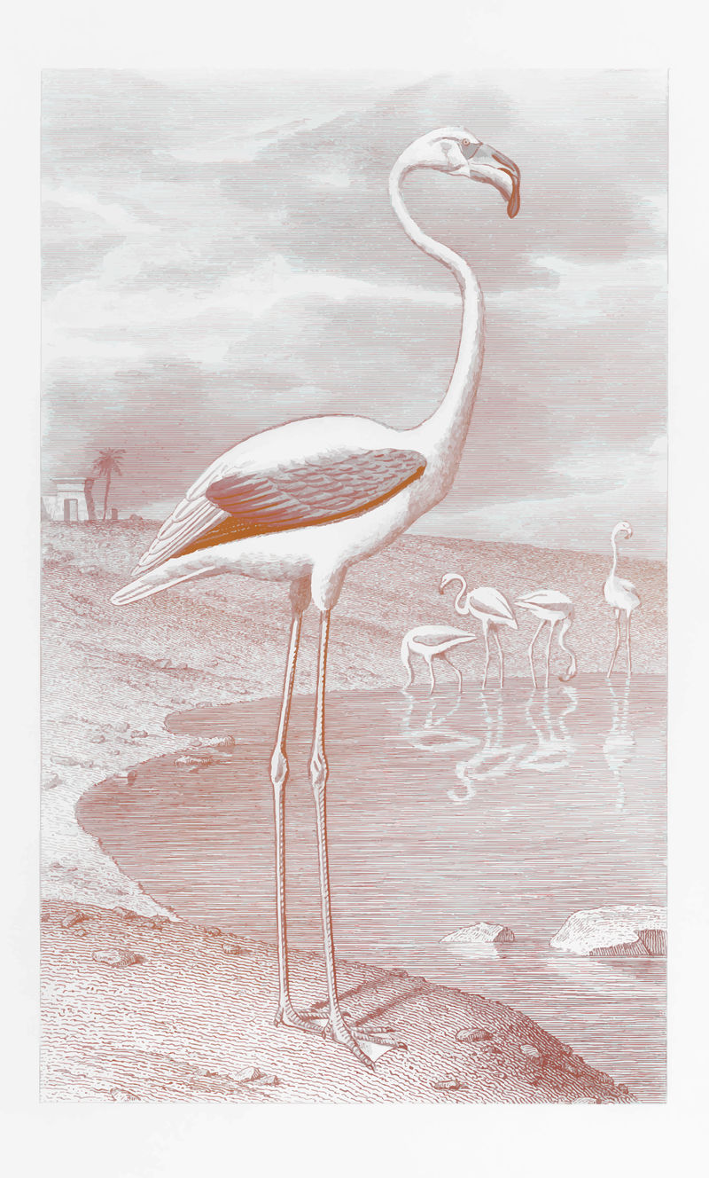 白色火烈鸟在其自然栖息地复古插图矢量混合从原来的艺术品
