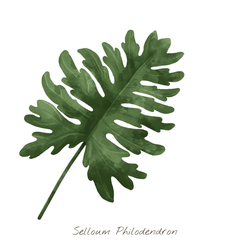 Selloum philodendron水彩植物插图