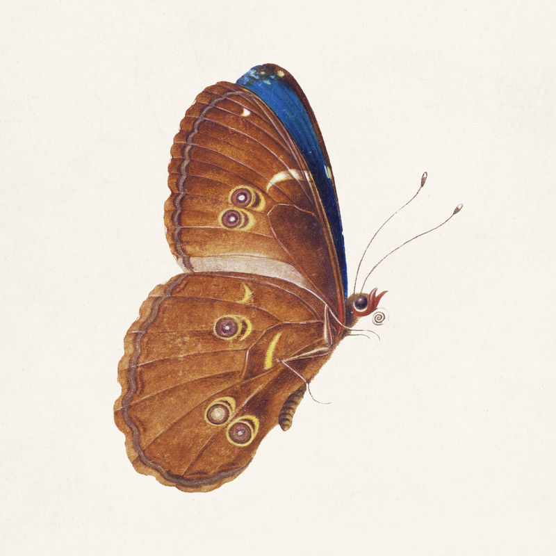 棕色蝴蝶复古插图模板的细节
