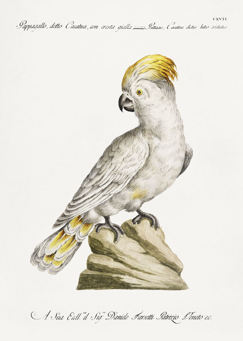 鹦鹉也被称为卡卡图亚带有黄冠（凤头鹦鹉）复古插图