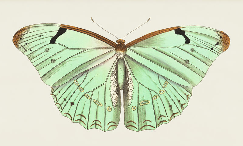 来自博物学家的Papilio laertes或laertes蝴蝶插图；乔治·肖（1751-1813）的《s杂项》（1789-1813）