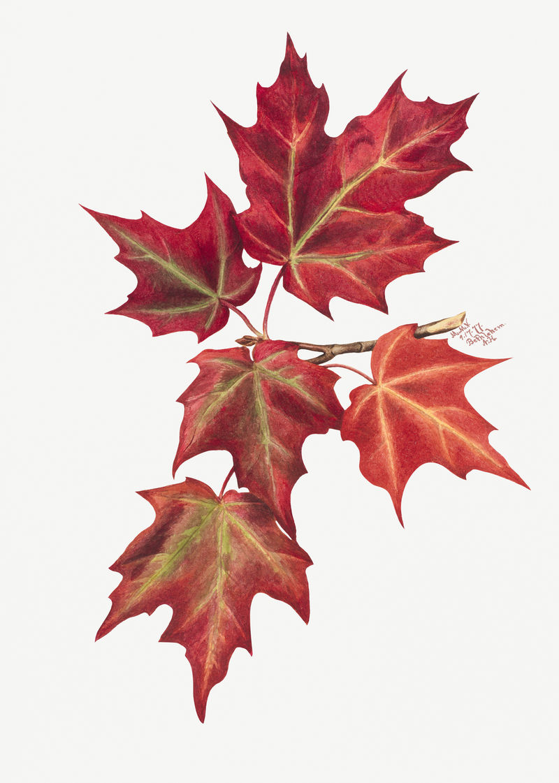 红枫叶植物插图水彩画