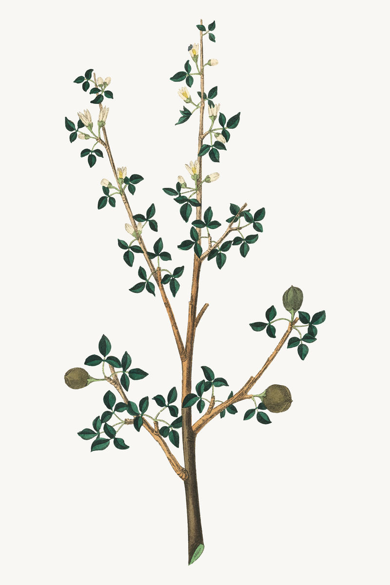 药用植物载体香脂树插图