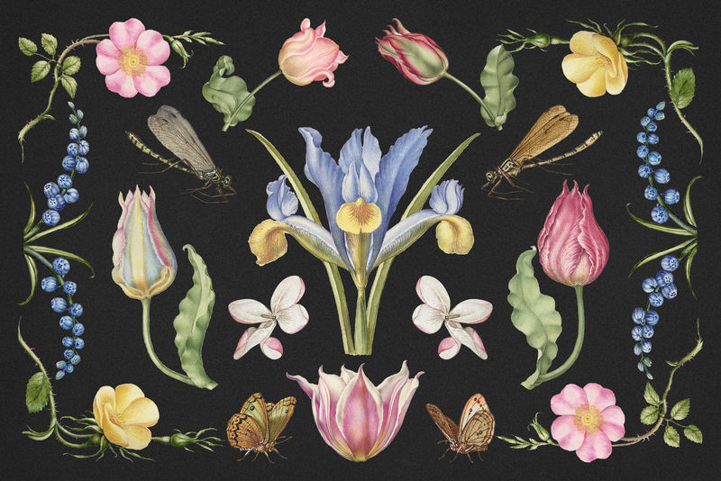 手绘花卉插画套装摘自书法范本Joris Hoefnagel和Georg Bocskay
