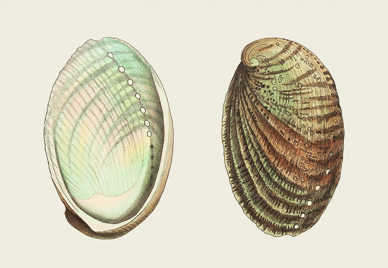 来自博物学家的结核性鲍炎或耳壳插图\u0026#39；乔治·肖（1751-1813）的《s杂项》（1789-1813）
