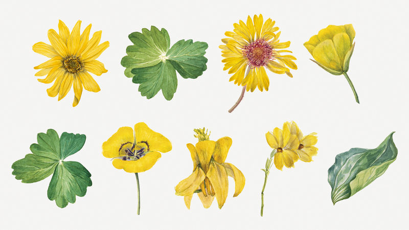 黄色花朵psd植物复古插图套装由\u003ca href从艺术品中混合而成=\
