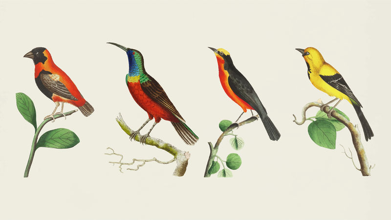 彩色鸟类复古插图剪贴画套装