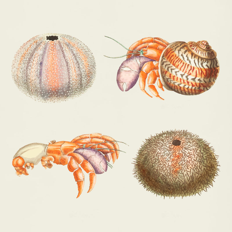 Vector海洋动物彩色贴纸复古套装