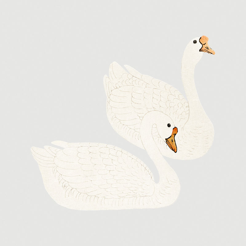 白鹅对鸟设计元素