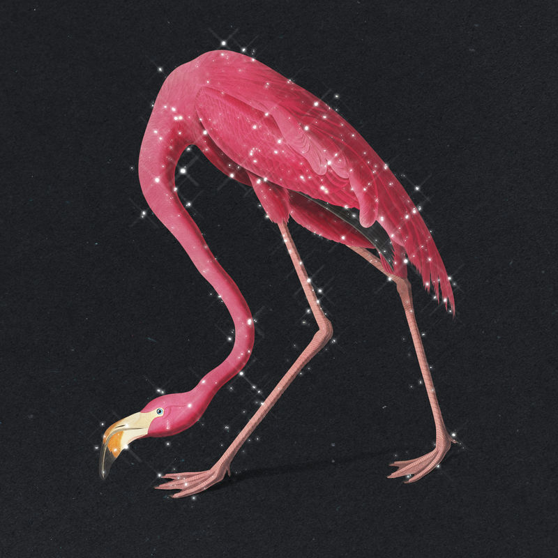 粉红火烈鸟带火花插图