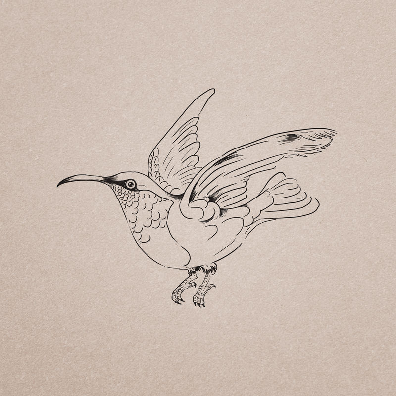 手绘蜂鸟插图