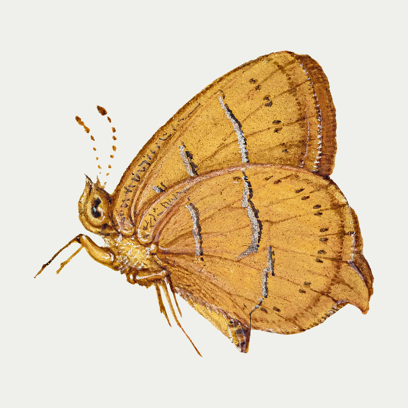 褐毛斑蝶昆虫媒介