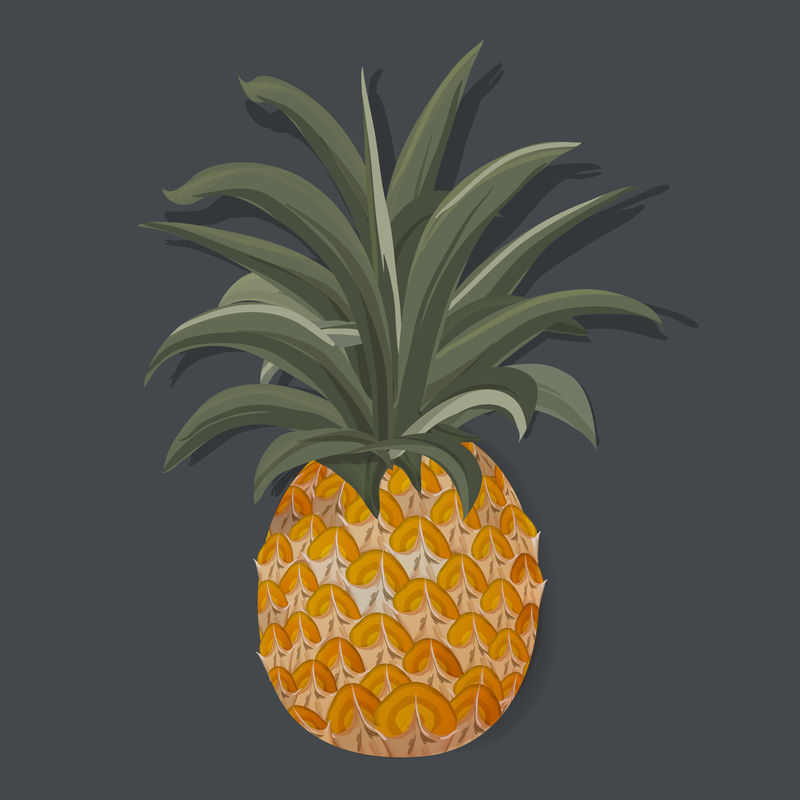 新鲜菠萝热带水果矢量图