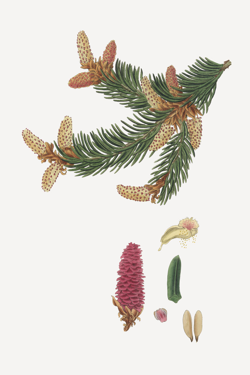 挪威云杉植物复古素描