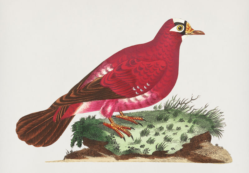 来自自然者的深红色鸽子插图&#x27；乔治·肖（1751-1813）的《s杂项》（1789-1813）