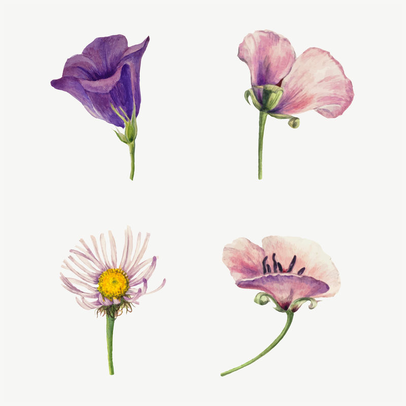野花开花矢量插图手绘套装由玛丽·沃克斯·沃尔科特的艺术作品混合而成