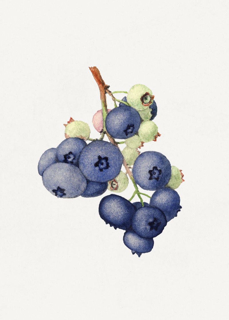 蓝莓的葡萄枝插画模型