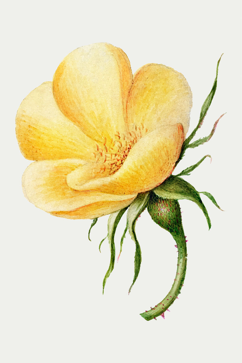 盛开的黄色甜蔷薇