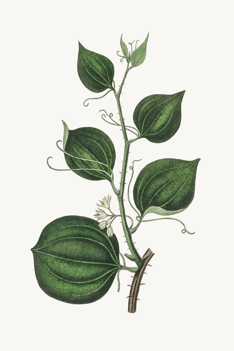 植物绿色植物复古素描