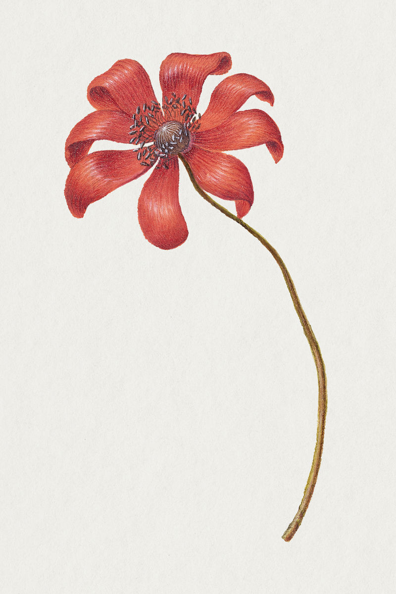 复古罂粟海葵花卉插画花卉绘画