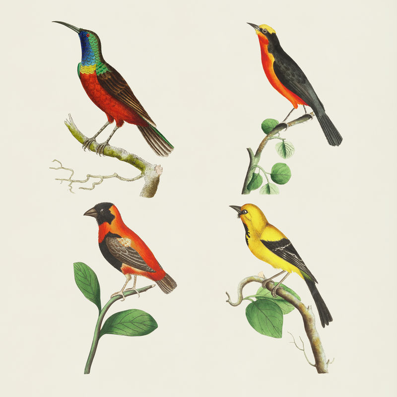复古鸟类和彩色收藏