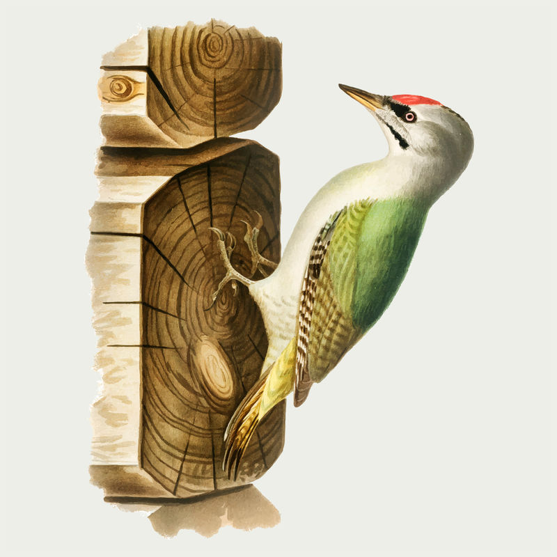 欧洲绿啄木鸟矢量手绘