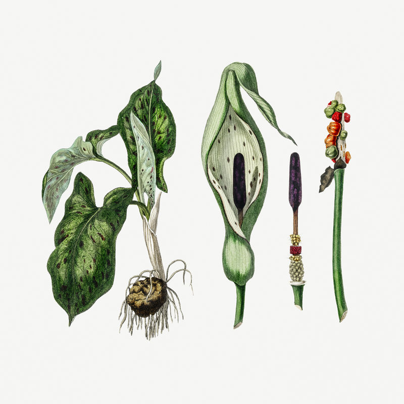 植物psd斑海芋植物复古素描
