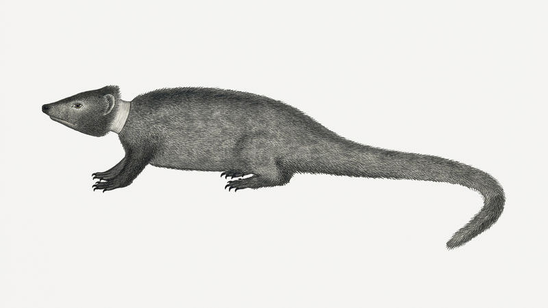 Cape gray mongoose psd古董水彩画动物插图由罗伯特·雅各布·戈登（Robert Jacob Gordon）的艺术作品混合而成