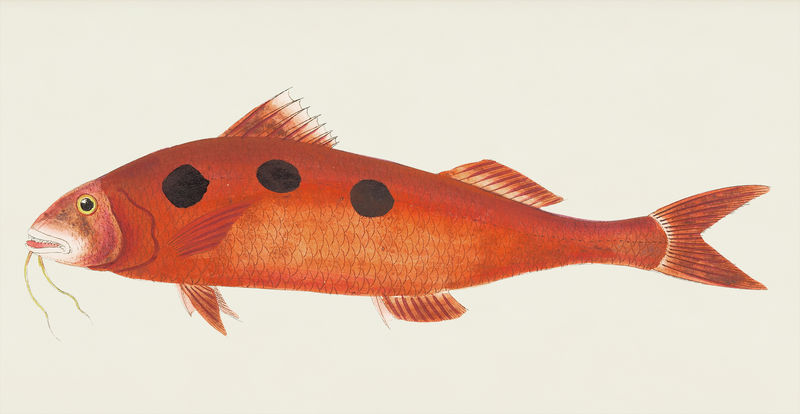 来自博物学家的斑点梭鱼或红色梭鱼插图&#x27；乔治·肖（1751-1813）的《s杂项》（1789-1813）