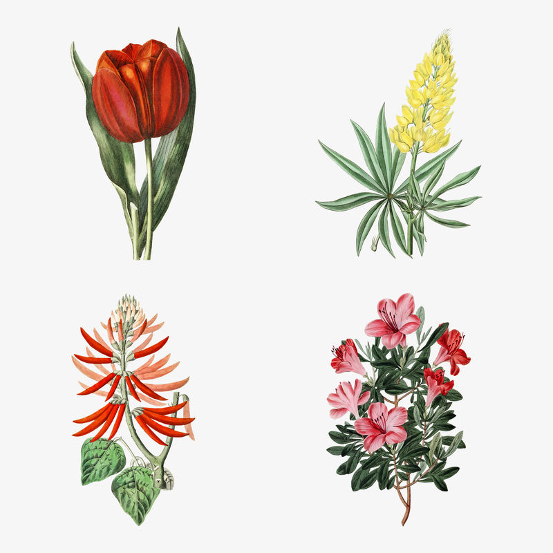 花卉插画手绘系列
