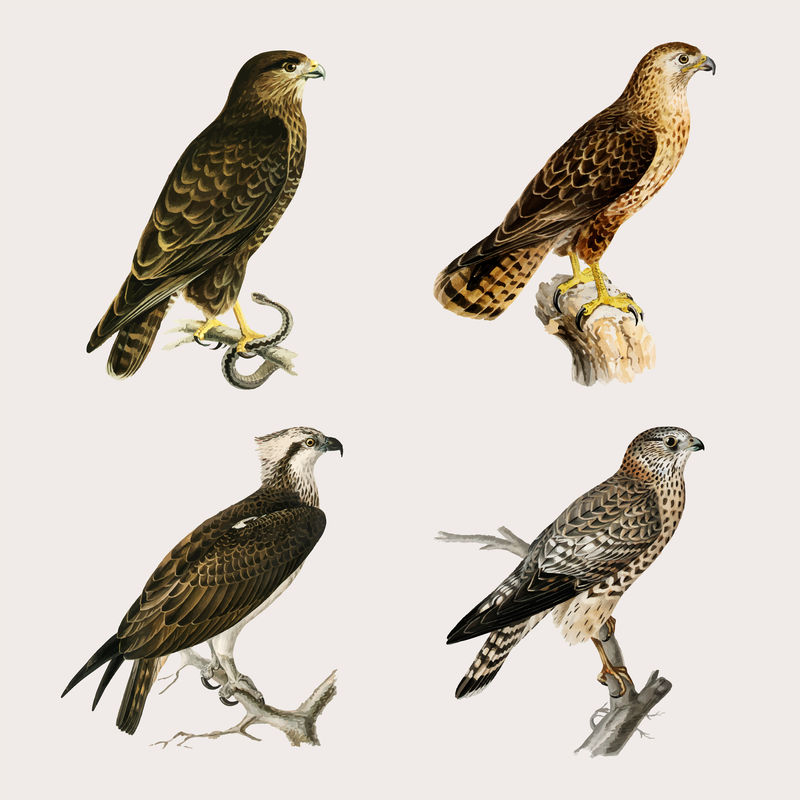矢量混合鸟类和猎鹰手绘系列