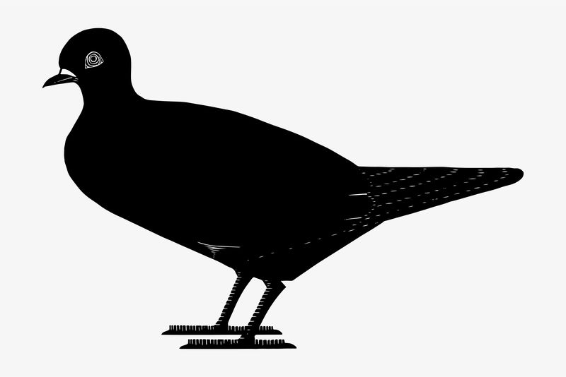 复古鸽子动物艺术印刷载体Samuel Jessuron de Mesquita艺术作品的混音