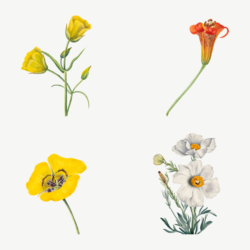 彩色花朵矢量插图手绘套装由玛丽·沃克斯·沃尔科特（Mary Vaux Walcott）的艺术作品混合而成